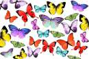 Printed Wafer Paper - Butterflies